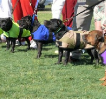 dog cool coats