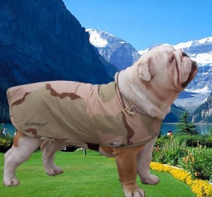 Cool Coat will fit a British Bulldog, Shar Pei type body
