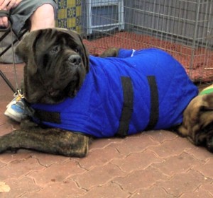 Dog Cool Coat size 2XL